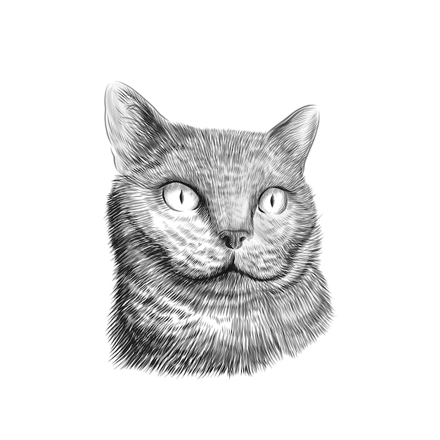 Vecteur visage de race de chat british shorthair, croquis de dessin noir et blanc. animal dessiné à la main