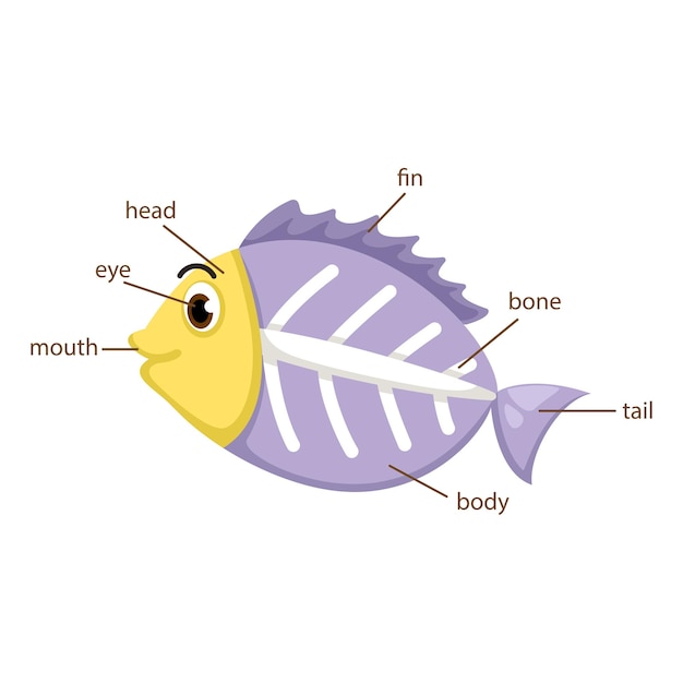 Vocabulaire De Poisson Radiographique Faisant Partie Du Vecteur Corporel