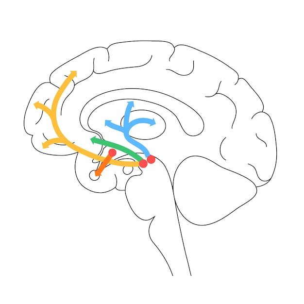 Voie De La Dopamine Dans Le Cerveau Humain. Neurotransmetteur Monoamine. Illustration Vectorielle De Contrôle Moteur