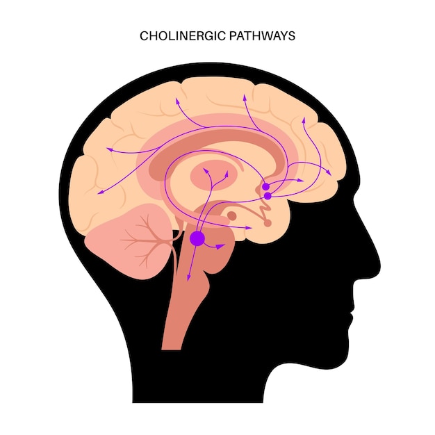 Vecteur voie des hormones de l'acétylcholine dans le cerveau humain. neuromodulateur et neurotransmetteur