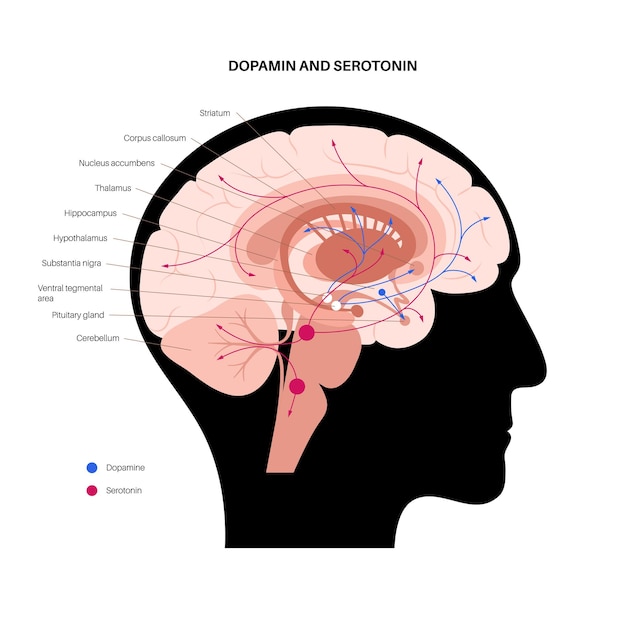 Voie Des Hormones De La Dopamine Et De La Sérotonine Dans Le Cerveau Humain. Vecteur Plat De Neurotransmetteur Monoamine