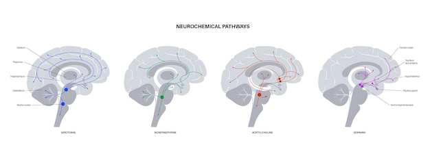 Vecteur voie neurochimique dans le cerveau. diagramme de la sérotonine, de la dopamine, de l'acétylcholine et de la noradrénaline