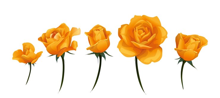 Vecteur vue latérale du bourgeon de rose jaune orange isolé sur l'illustration vectorielle blanche