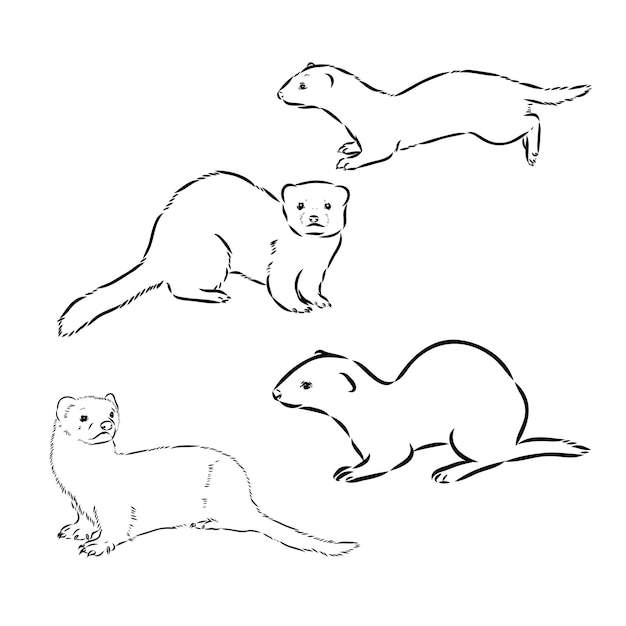 Vue latérale du furet dessin de griffon dessiné à la main dans une illustration vectorielle de style gravure