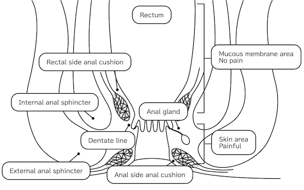 Vue transversale du rectum et de l'anus du corps humain