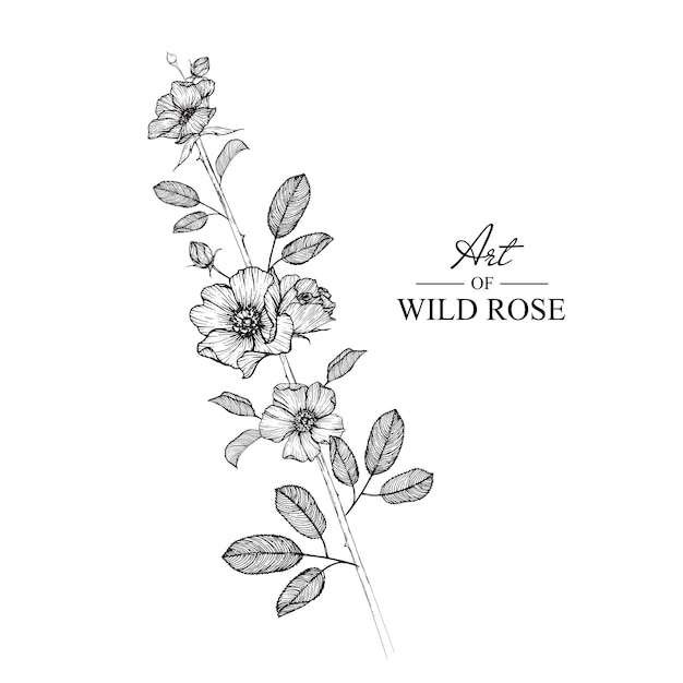 Wild Rose Leaf et dessins de fleurs. Illustrations botaniques dessinés à la main vintage. Vecteur.