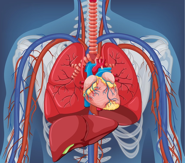 Vecteur xray du corps humain avec les organes internes