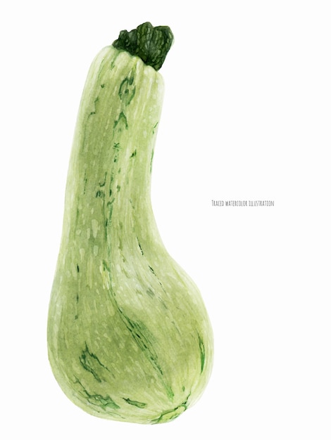 Zuccini ou Squash Marrow Fruit, illustration aquarelle réaliste botanique