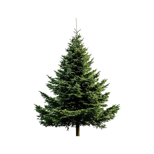 a pine tree is in the middle of a white background