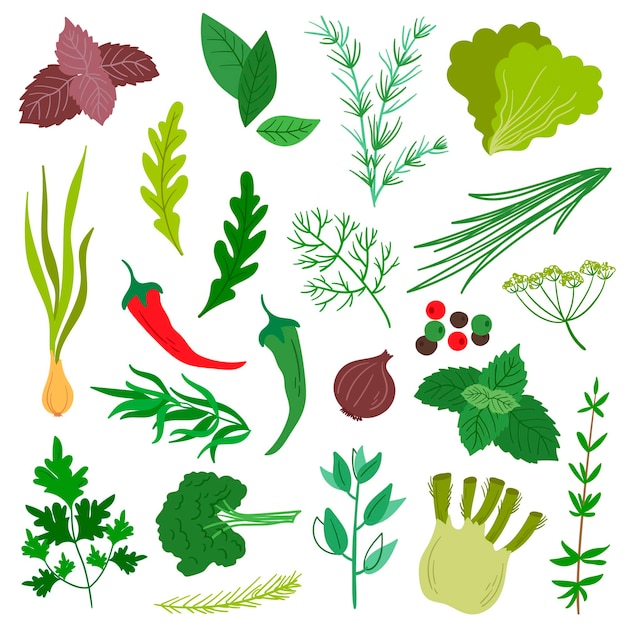 A set of aromatic herbs. Flat style. Basil, onion, mint, rosemary, sage, dill, parsley, etc.