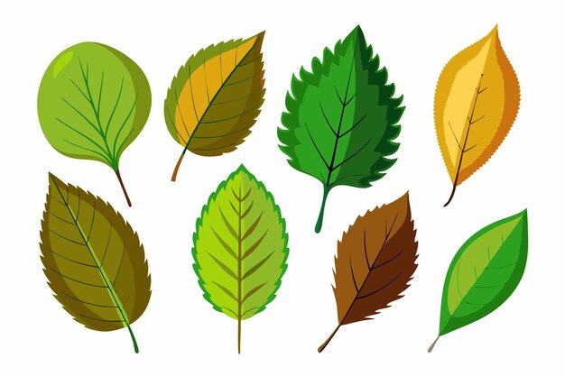 a set of different colored leaves with different colors