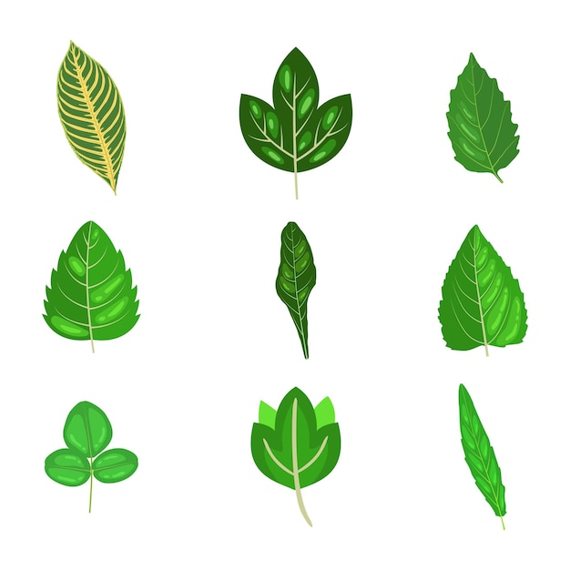 a set of different leaves on a white background