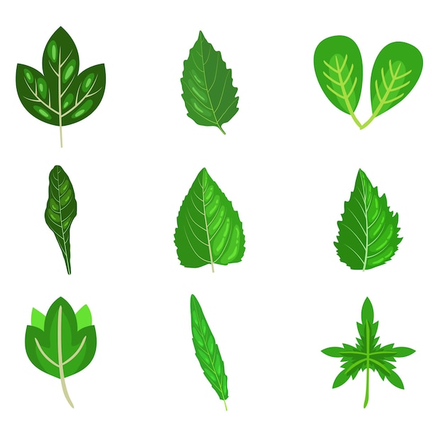 a set of different leaves on a white background