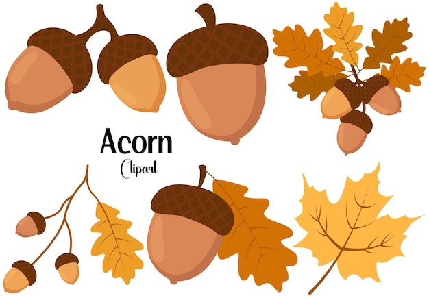 Acorn Clipart