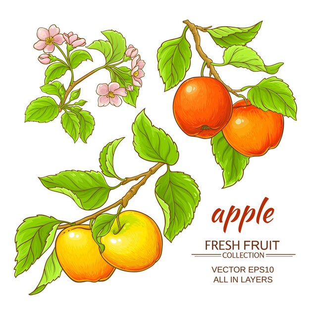 apple vector set