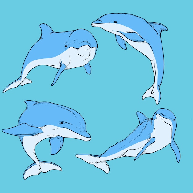 artwork illustration dolphin bundle set