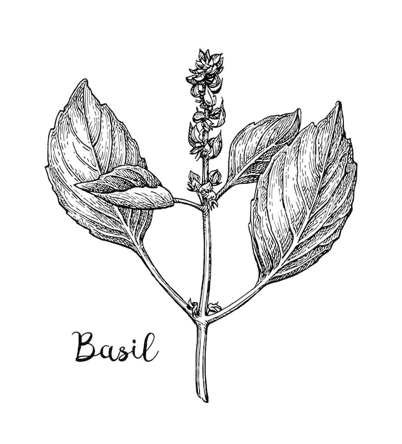 Basil ink sketch isolated on white background Hand drawn vector illustration Retro style