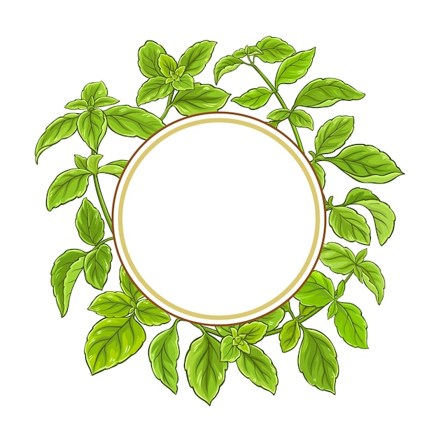 Basil plant vector frame on white background