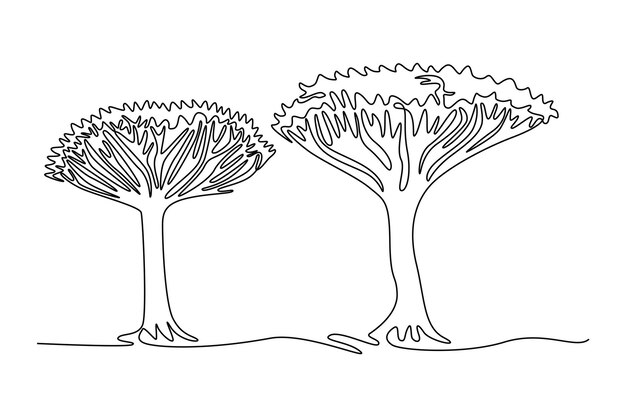 beauty and exotic dragon blood tree