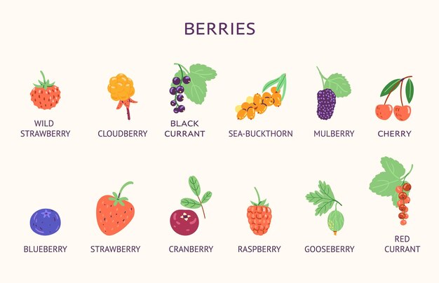 Berries with titles vector illustrations collection isolated