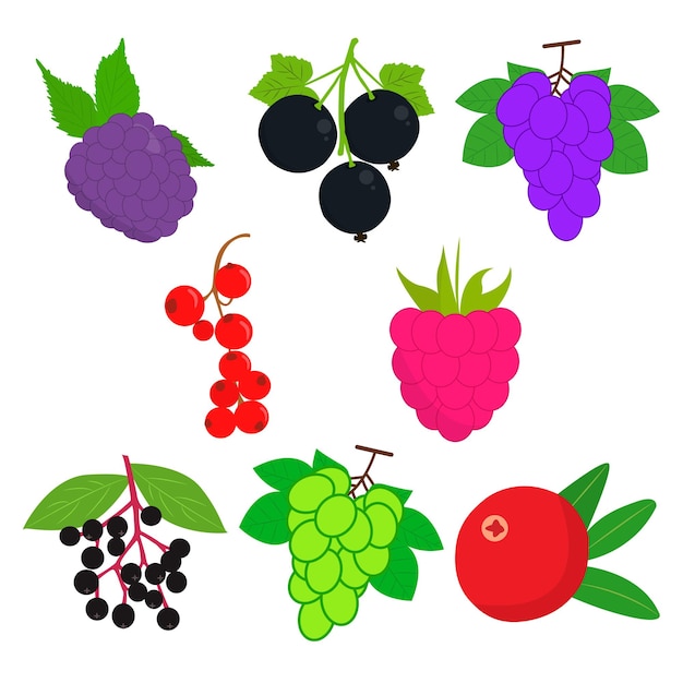 Berry fruits vectors