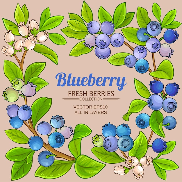 blueberry branches vector frame