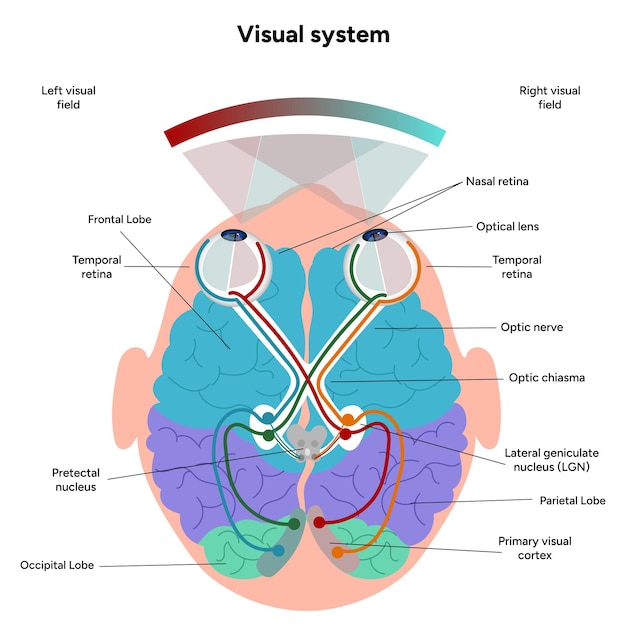 brain anatomy areas parts functions colorful section infographic diagram and visual system