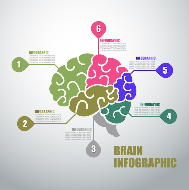 Brain Infographic