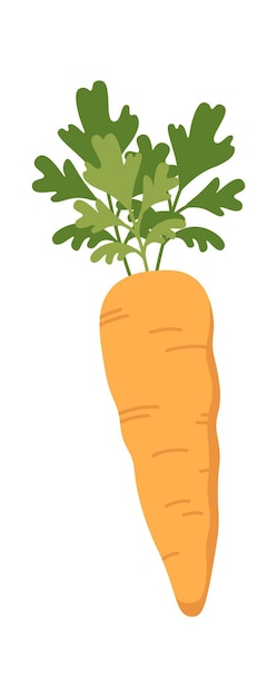 Carrot flat icon Borscht preparation Soup ingredients