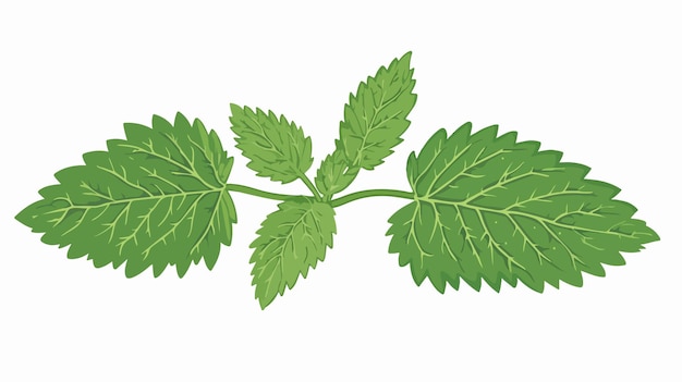 Catnip Leaf Icon Transparent Vector Isolated