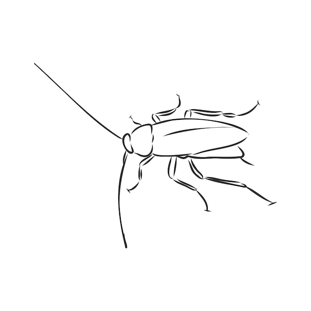 Cockroach insect pest, realistic vector sketch illustration
