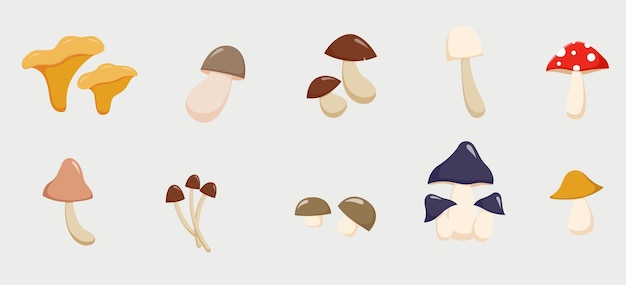 Collection of illustrations of various types of cute mushrooms flat illustration