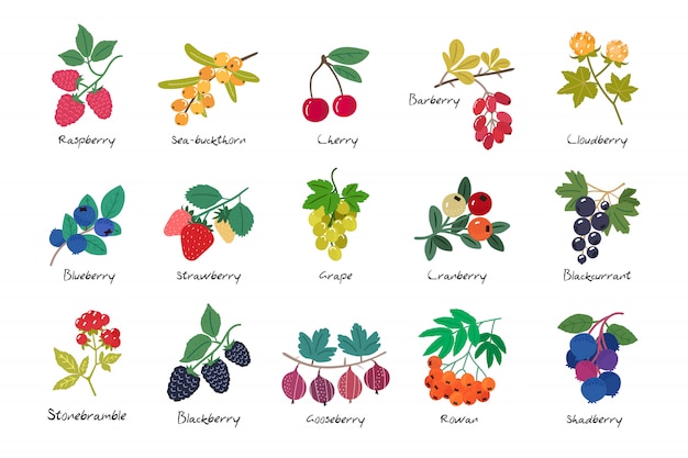 Collection of ripe berries isolated
