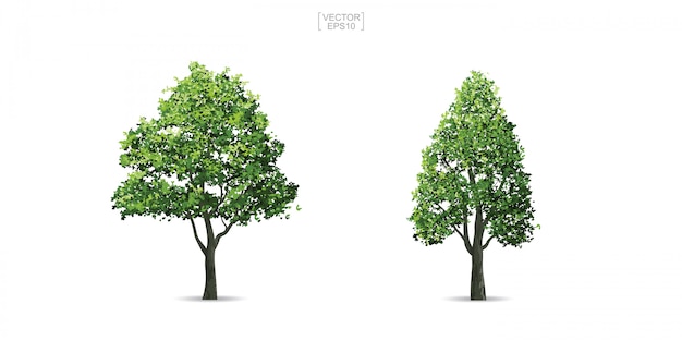 Collection of tree isolated on white background.