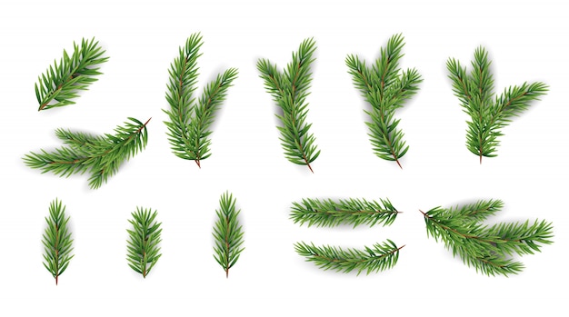Collection Set of Realistic Fir Branches for Christmas Tree, Pine