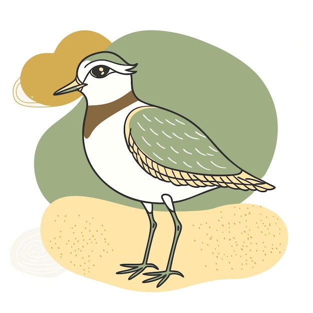 Colorful Plover Birds vector