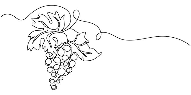Continuous Line Drawing Of Grapes On A Transparent background Grape drawn in one continuous line