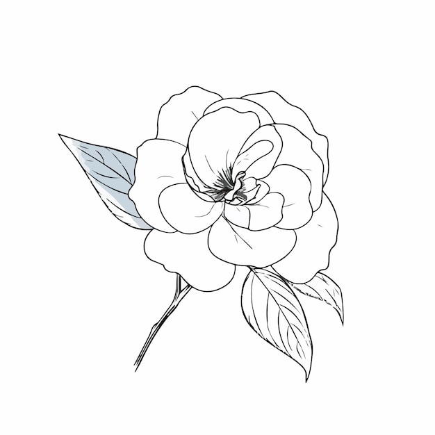 creative camellia illustrations showcasing their unique flower structure