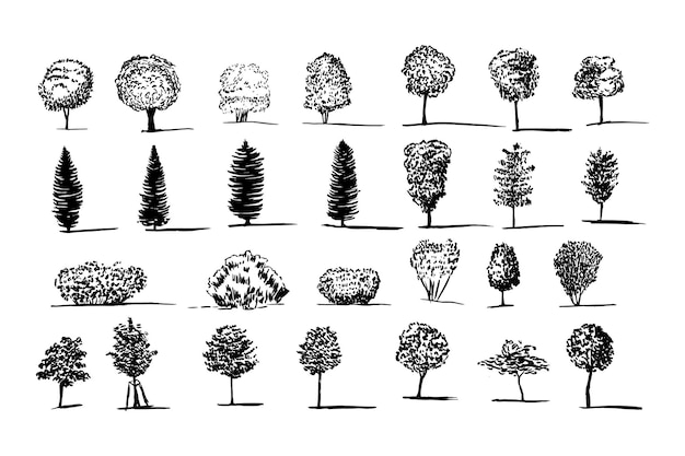 different kinds of tree vector sketch set hand drawn trees oak aspen birch beech ash tree walnut tree firtree and pine