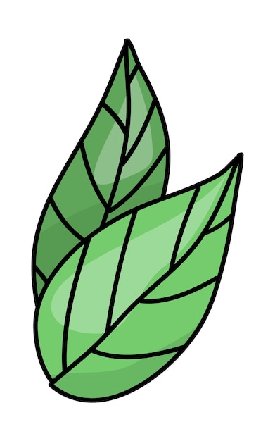 Drawing of green leaf on white background