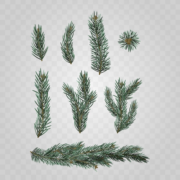 fir branches on transparent background realistic 3d vector illustration ideal for holiday designs