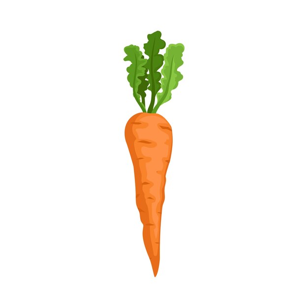 Fresh orange juicy sweet carrot with green leaves for healthy diet dish Vegetarian food and agriculture concept