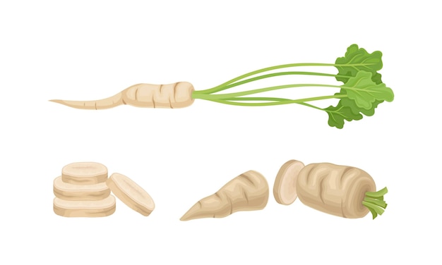 fresh parsley plant with green leaves and roots seasoning tuberous vegetable vector illustration