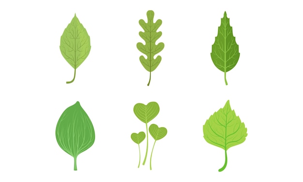 green leaf and foliage with stem and veins or fibers vector set