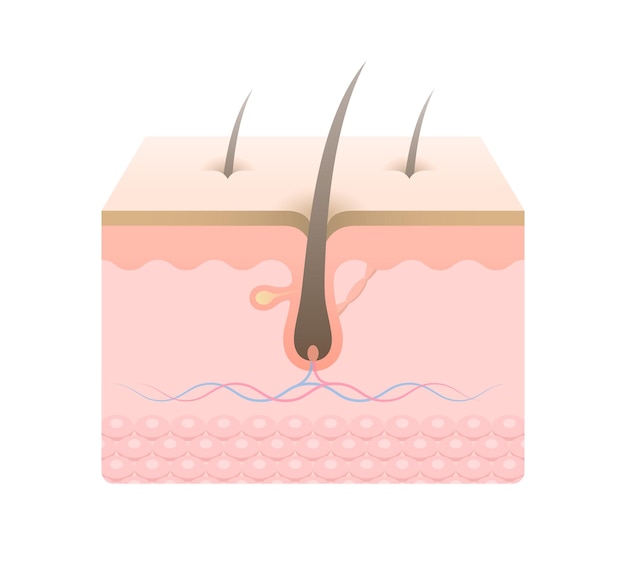 Hair anatomy structure integumentary diagram Human skin anatomy infographics with cross section