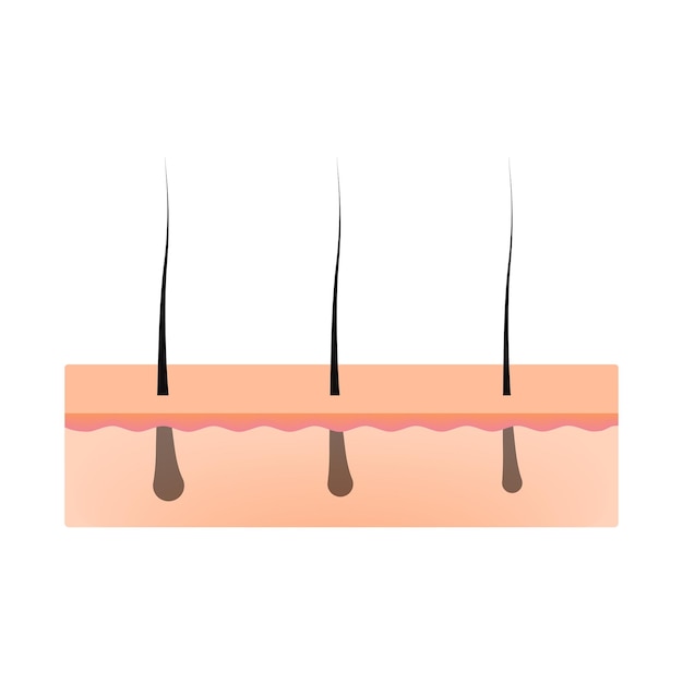 Hair Follicle Cross Section Design Vector Illustration