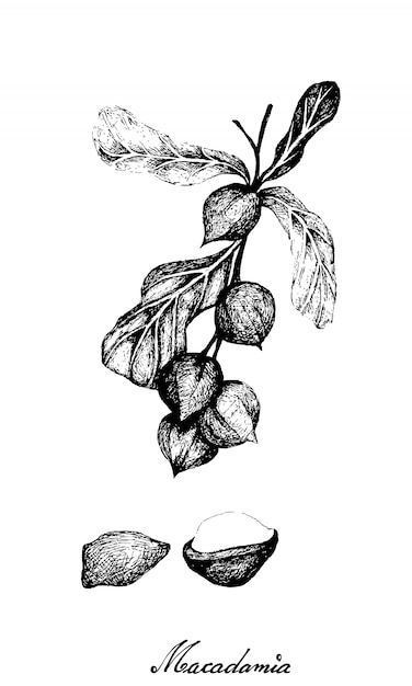 Hand Drawn of Macadamia Nuts on A Branch