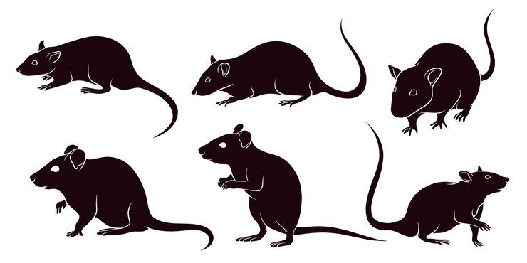 Vector hand drawn silhouette of rats