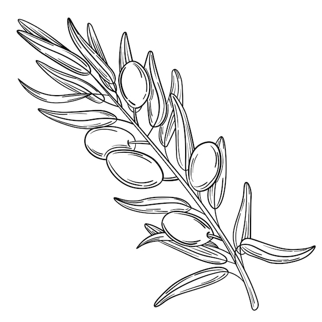 hand drawn simple olive branch for your design