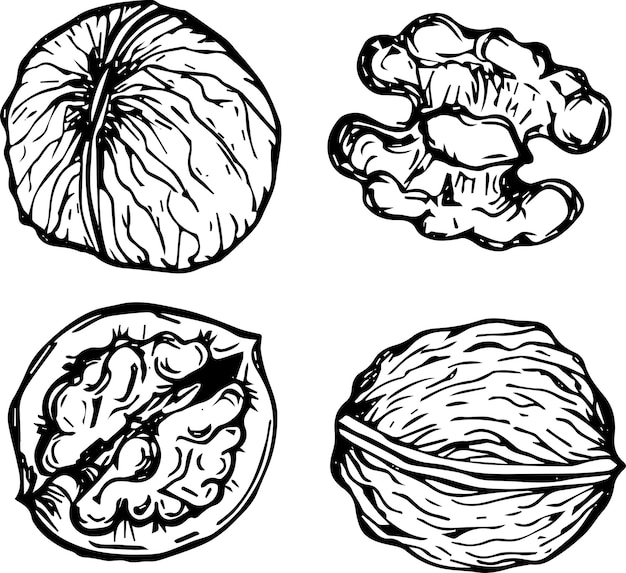 hand drawn walnut nuts isolated on white background vector illustration